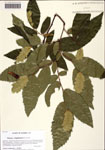 000128948-thumbnail.jpg