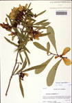 000128954-thumbnail.jpg