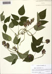 000128974-thumbnail.jpg
