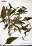 000129028-thumbnail.jpg