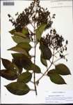 000129044-thumbnail.jpg