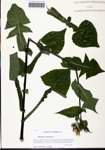 000129508-thumbnail.jpg