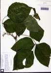 000129621-thumbnail.jpg