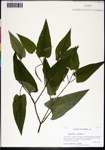 000129736-thumbnail.jpg