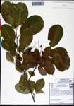 000129933-thumbnail.jpg