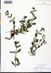 000130353-thumbnail.jpg