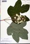 000131121-thumbnail.jpg