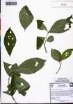 000131294-thumbnail.jpg