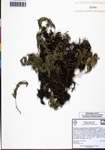 000131303-thumbnail.jpg