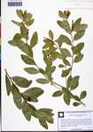 000131305-thumbnail.jpg