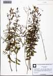 000131322-thumbnail.jpg