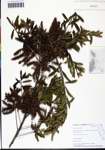000131343-thumbnail.jpg