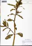 000131656-thumbnail.jpg