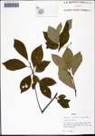 000132501-thumbnail.jpg