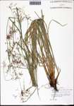 000132502-thumbnail.jpg