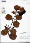 000132658-thumbnail.jpg