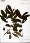 000132946-thumbnail.jpg