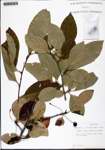 000133037-thumbnail.jpg