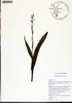 Platanthera