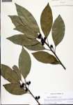 000133594-thumbnail.jpg