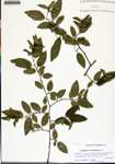 000133617-thumbnail.jpg