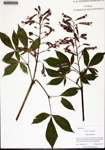 000133680-thumbnail.jpg