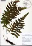 Thelypteris