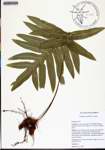 Phlebodium