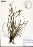 Carex