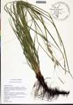 Carex