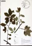 000135236-thumbnail.jpg