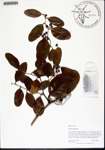 000135253-thumbnail.jpg