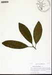 Illicium