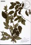 000144165-thumbnail.jpg