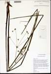 Juncus