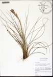 Tillandsia