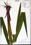 Gladiolus
