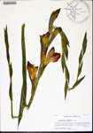 Gladiolus