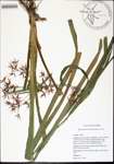 Rhynchospora