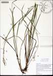 Rhynchospora