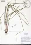 Scleria
