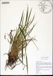 Scirpus