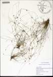 Rhynchospora