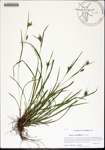 Carex