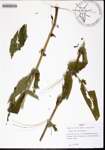 Eupatorium