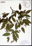 000158426-thumbnail.jpg