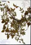 000158430-thumbnail.jpg