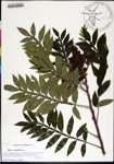 000170993-thumbnail.jpg