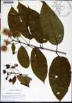 000170996-thumbnail.jpg