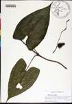 000176283-thumbnail.jpg